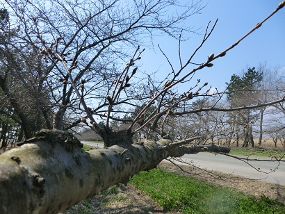 2014年4月8日 桜 八郎潟線