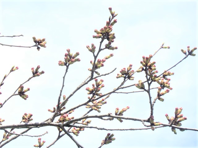 2018年4月17日 桜 八郎潟線